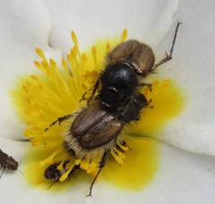 Chasmatopterus