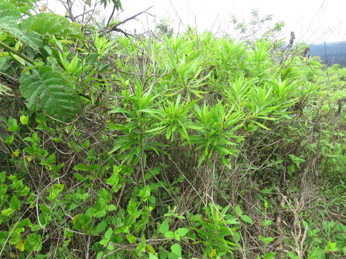 Image of Darwiniothamnus lancifolius by (c) Juan Carlos Caicedo Hernández, some rights reserved (CC BY)