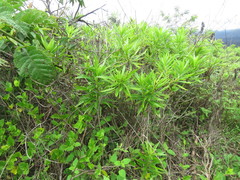 Darwiniothamnus lancifolius