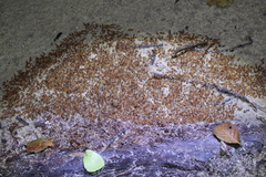 Syntermes molestus