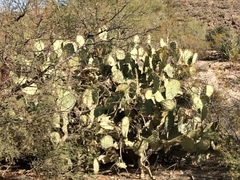 Opuntia engelmannii engelmannii