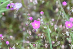 Spergularia purpurea