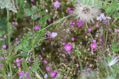 Spergularia purpurea