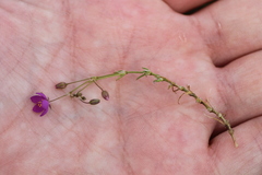 Spergularia purpurea