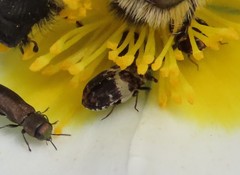 Anthrenus angustefasciatus