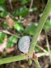 Amphibolips acuminata