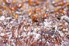 Syntermes molestus