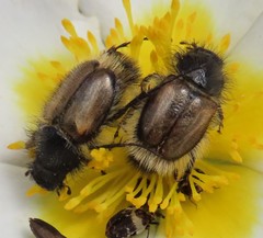 Chasmatopterus