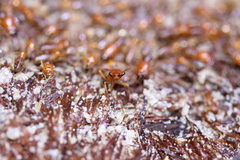 Syntermes molestus