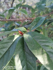 Magnolia doltsopa