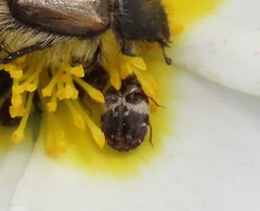 Anthrenus angustefasciatus