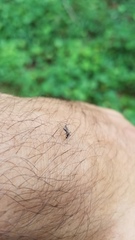 Image of Aedes (ochlerotatus) infirmatus