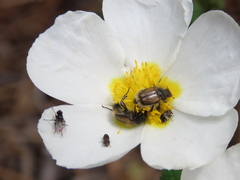 Chasmatopterus
