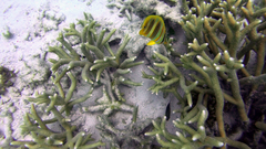 Chaetodon rainfordi