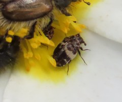 Anthrenus angustefasciatus