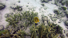 Chaetodon rainfordi