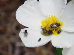 Anthrenus angustefasciatus