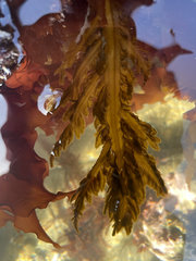 Desmarestia ligulata