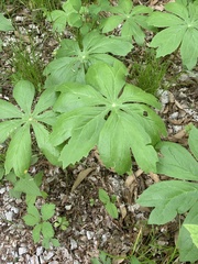Podophyllum peltatum