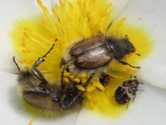 Chasmatopterus