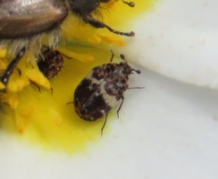 Anthrenus angustefasciatus