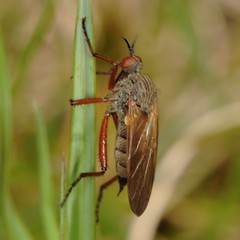 Empis spectabilis