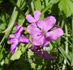 Lunaria annua