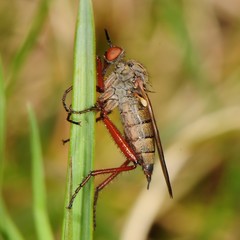 Empis spectabilis