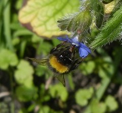 Bombus