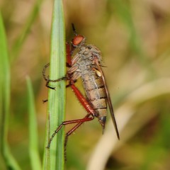 Empis spectabilis