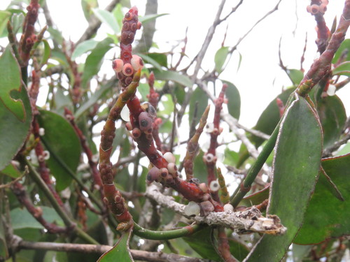 Image of Phoradendron berteroanum by (c) Juan Carlos Caicedo Hernández, some rights reserved (CC BY)