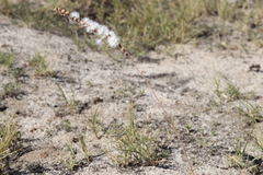 Eriospermum lanceifolium
