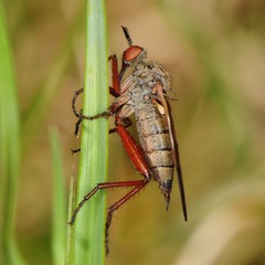 Empis spectabilis