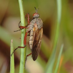 Empis spectabilis