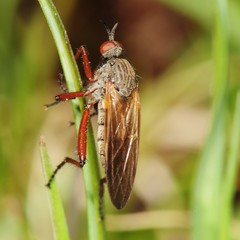 Empis spectabilis