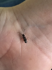 Psenocerus supernotatus