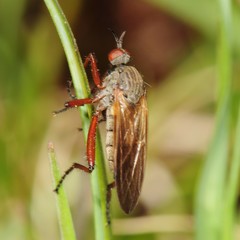 Empis spectabilis