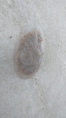 Megalopyge lanata