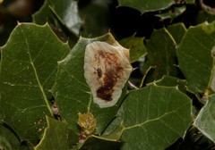 Phyllonorycter belotella