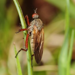 Empis spectabilis