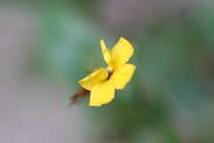 Goodenia ovata
