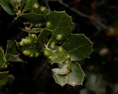 Aceria quercina