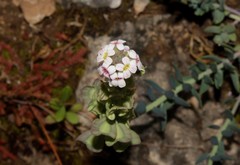 Aethionema saxatile graecum