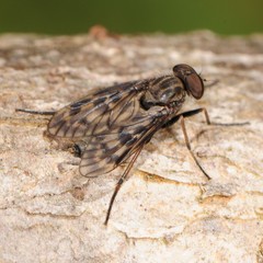 Rhagio plumbeus
