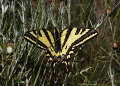 Papilio alexanor