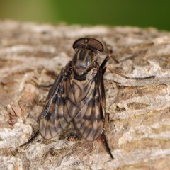 Rhagio plumbeus