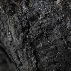 Pseudosagedia cestrensis