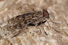 Rhagio plumbeus