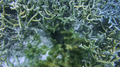 Neoglyphidodon melas