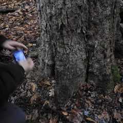 Pseudosagedia cestrensis